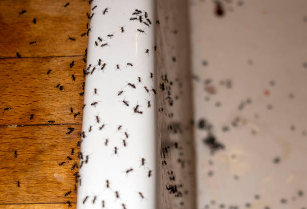 Best Best Pest Control Companies  in Galveston, IN